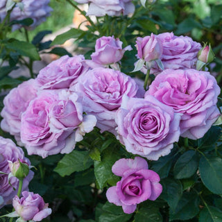 Violet's Pride™ Floribunda Rose