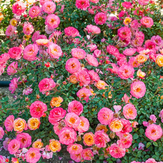 Rainbow Happy Trails™  Groundcover Rose