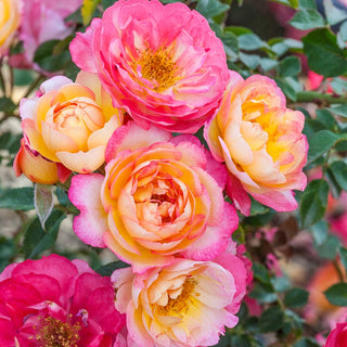 Rainbow Happy Trails™  Groundcover Rose