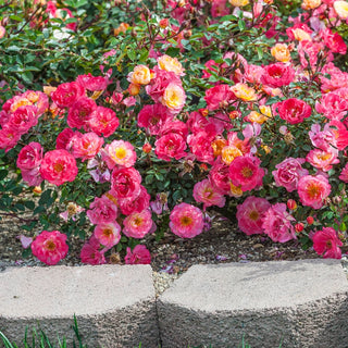Rainbow Happy Trails™  Groundcover Rose