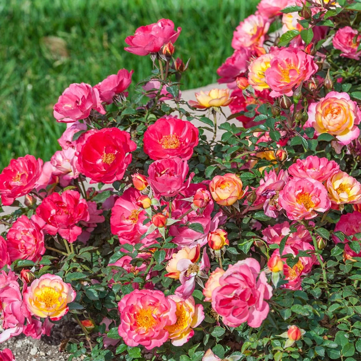 rainbow rose seeds for sale Rainbow Happy Trails Groundcover Rose