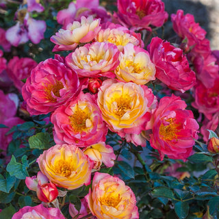 Rainbow Happy Trails™  Groundcover Rose