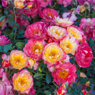 Rainbow Happy Trails™  Groundcover Rose
