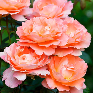 Westerland Climbing Rose