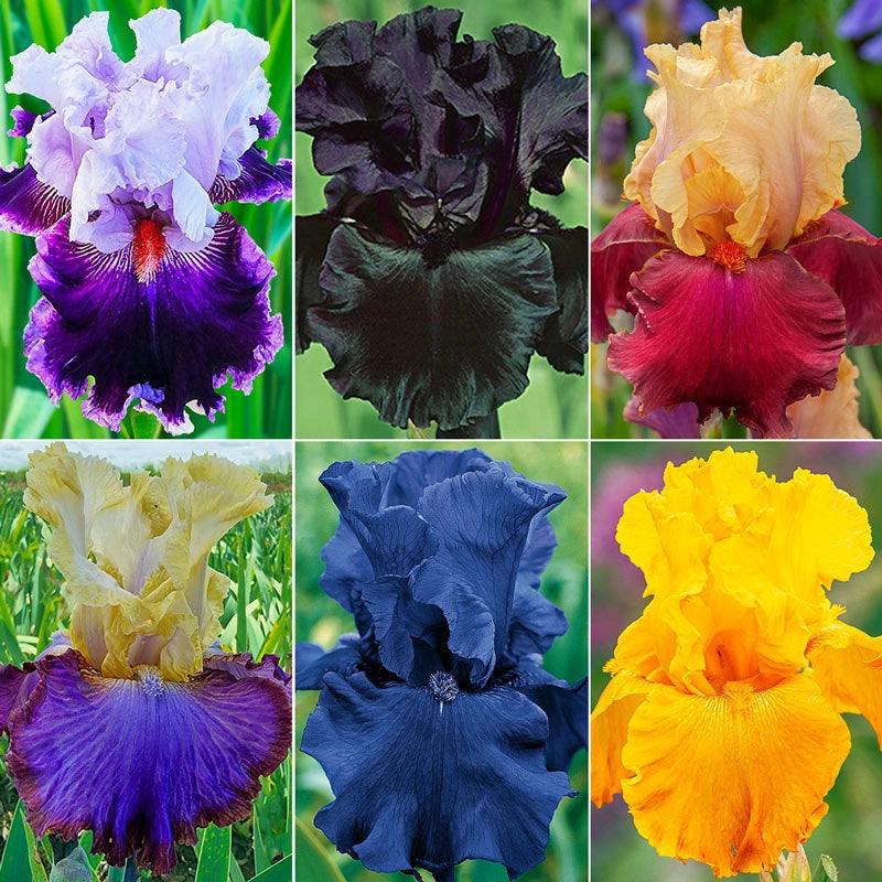 Showtime Bearded Iris Collection Shop Online Breck's Brecks