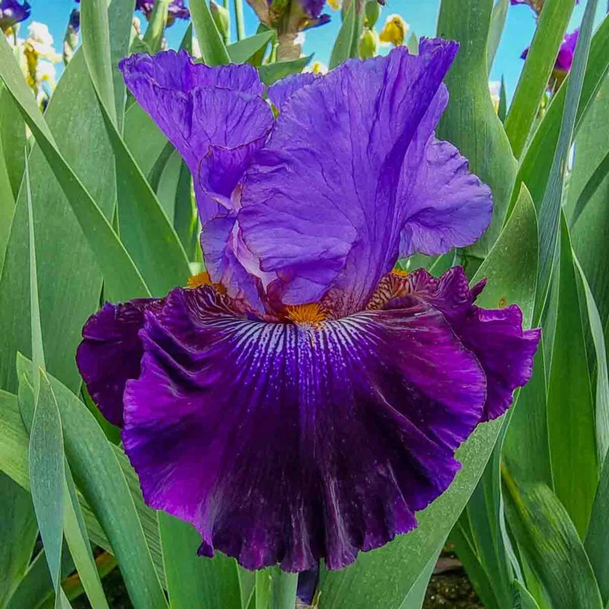 Buy Transgalactic Bearded Iris | Sun Perennials | Breck's Buy Transgalactic Bearded Iris | Sun Perennials | Breck's