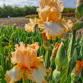Barbara My Love Bearded Iris