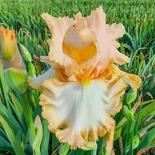Barbara My Love Bearded Iris