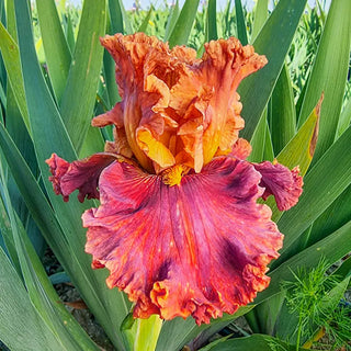 Chestnuts Roasting Bearded Iris