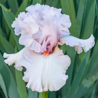 Head Over Heels Bearded Iris