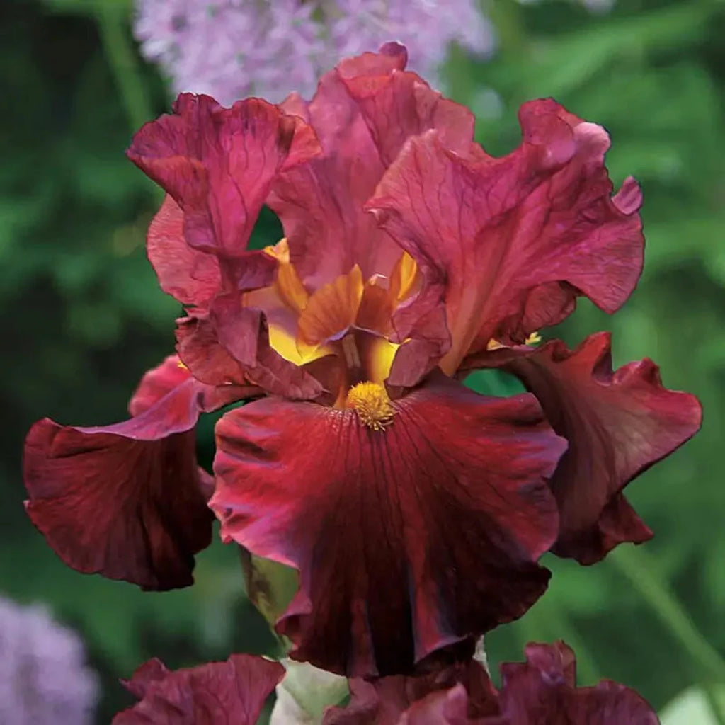 Beeks Bulbs Buy Rarest Red Bearded Iris Online | Iris Bulbs | Breck's