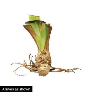 Tillamook Bay Reblooming Bearded Iris