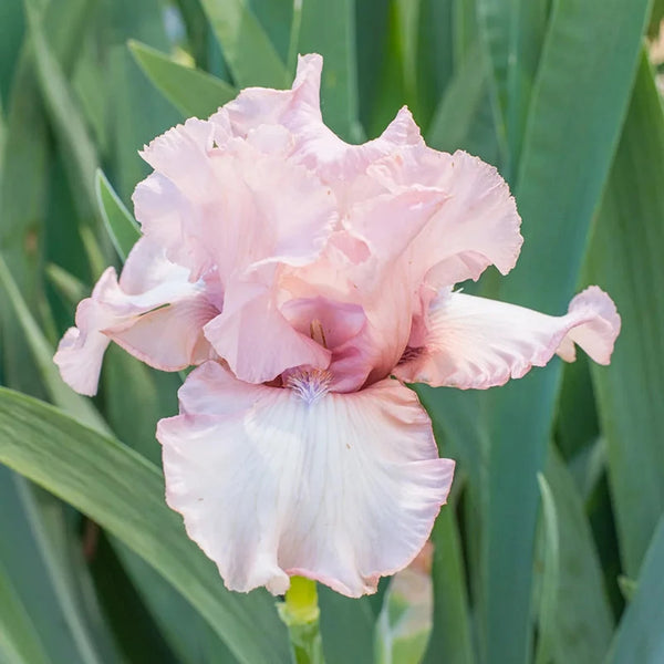One Last Kiss Bearded Iris Rhizome | Breck's