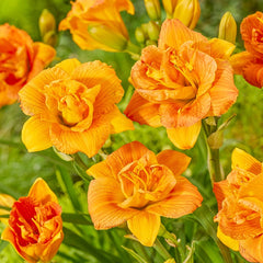 Buy Double Orange Zephyr Daylily | Daylily Roots | Breck's