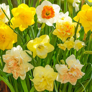 Mid Spring Flowering Daffodil Mixture | Buy Online | Breck's