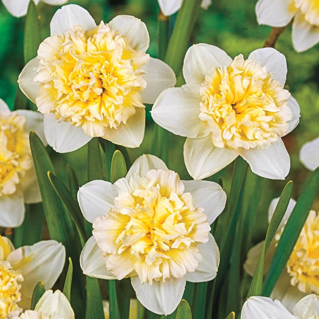 Breckse Buy Ice King Daffodils Online | Daffodil Bulbs | Breck's – Brecks