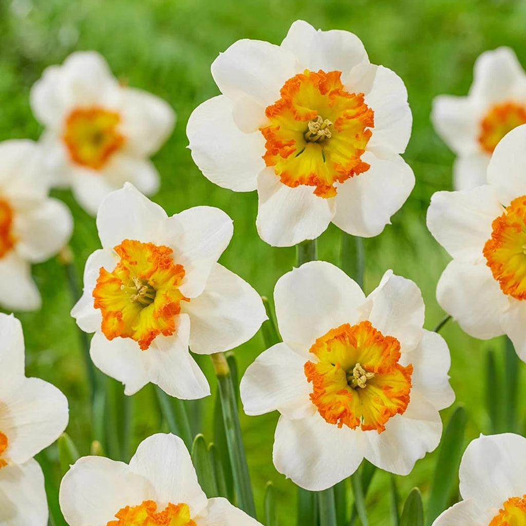Beeks Bulbs Buy Besame Mucho Daffodils Online | Daffodil Bulbs | Breck's