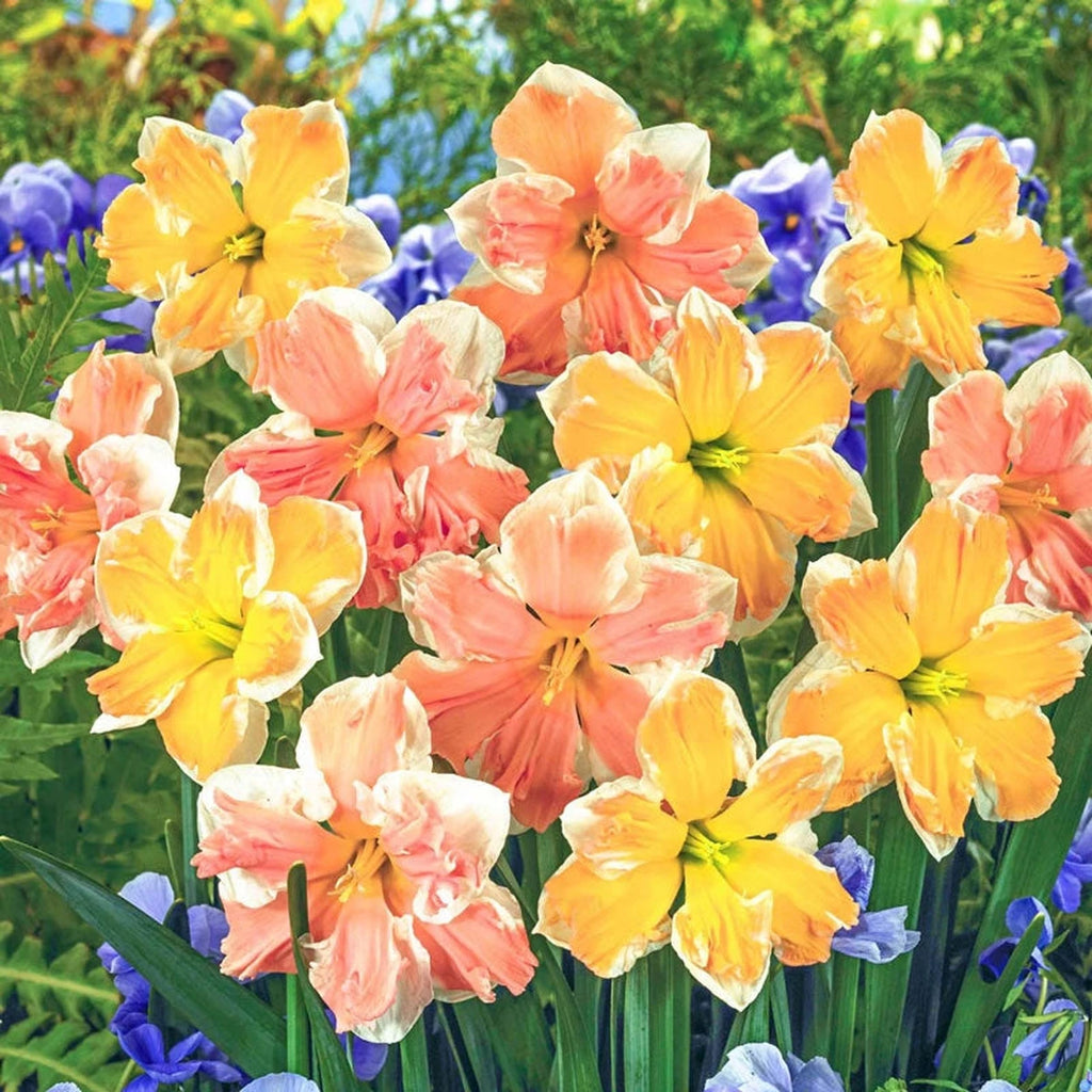 Beeks Bulbs Shop Rainbow of Colors Online | Daffodil Bulbs | Breck's