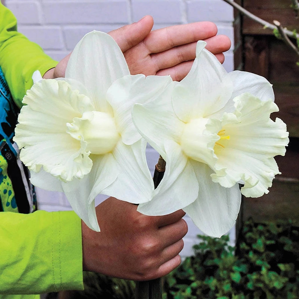 Buy Watch Up Daffodils Online | Daffodil Bulbs | Breck's