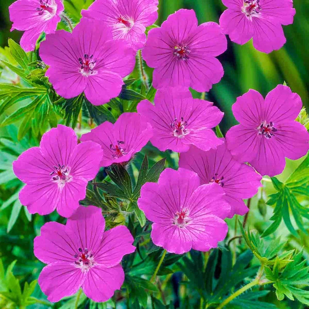 Tiny Monster Hardy Geranium – Breck's