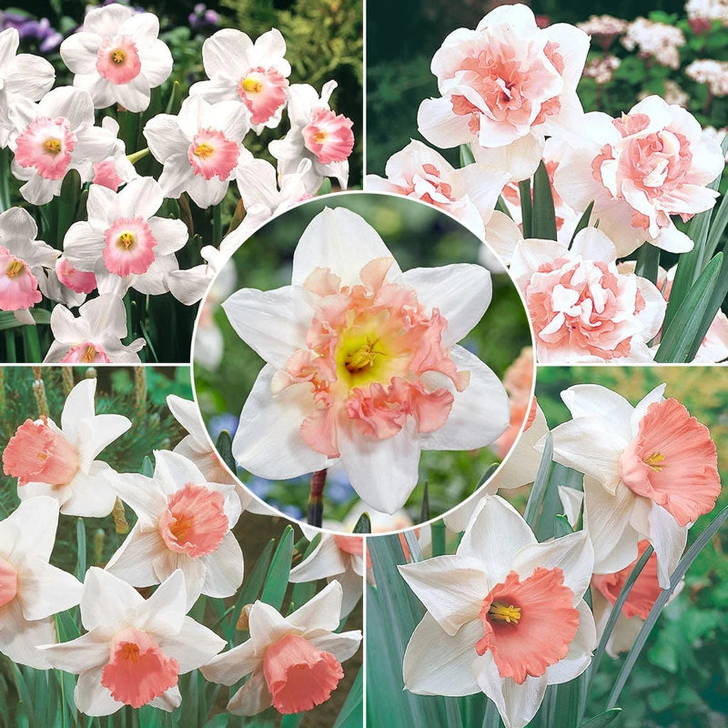 Beeks Bulbs Buy Pink Daffodil Collection Online | Spring Bulbs | Breck's