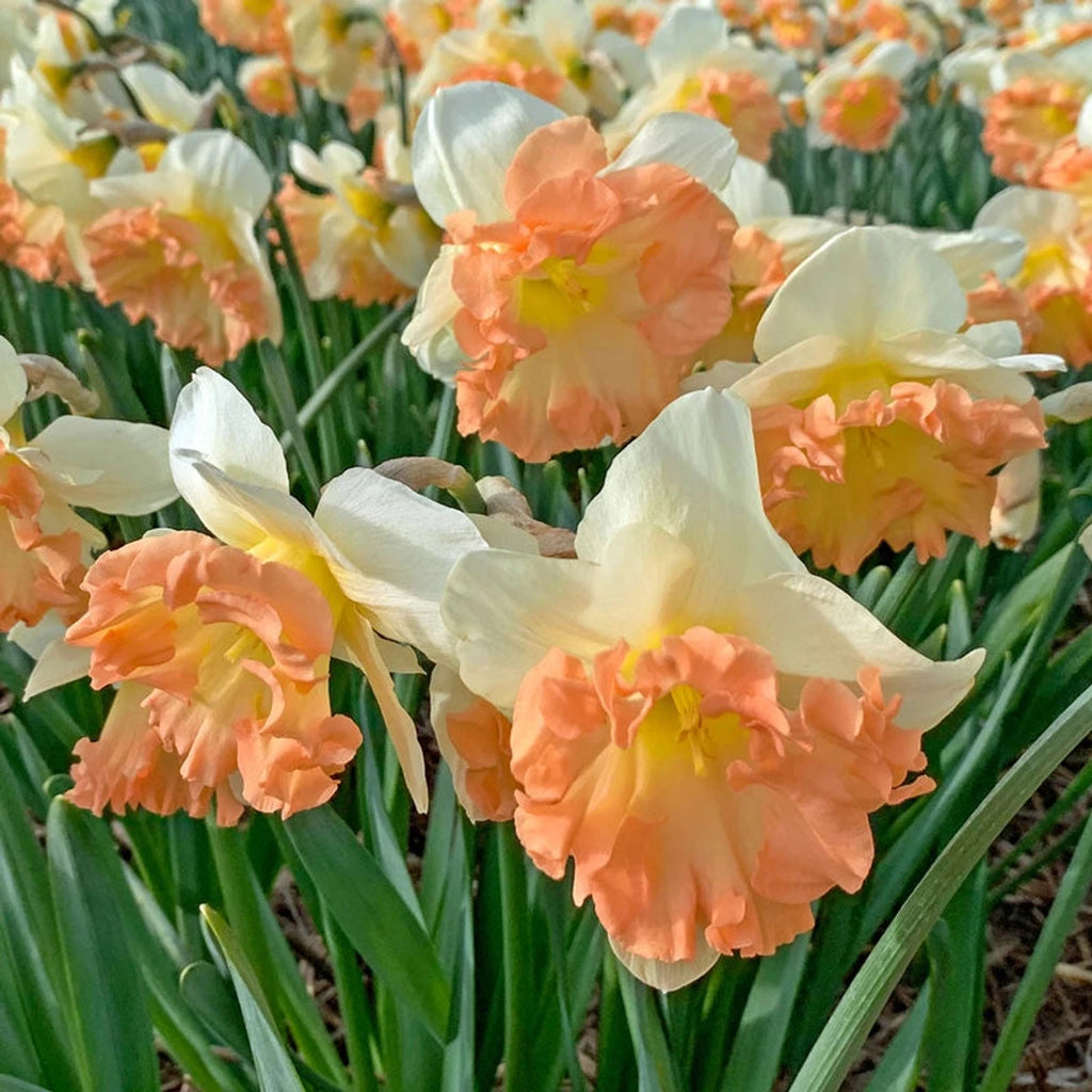 Beeks Bulbs Buy Easter Party Daffodil Online | Daffodil Bulbs | Breck's