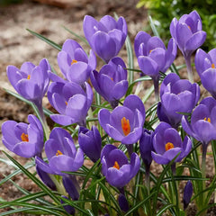 Buy Aqua Giant Snow Crocus Online | Crocus Bulbs | Breck's