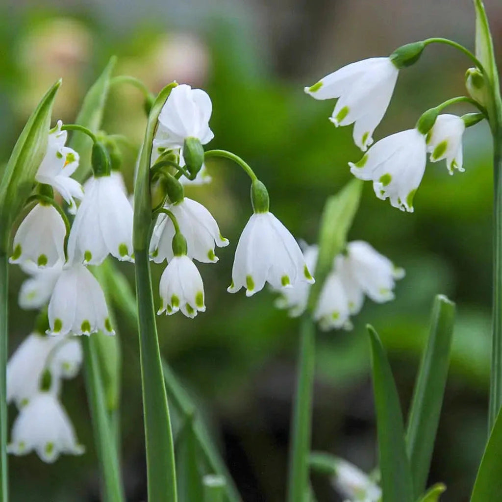 Beeks Bulbs Buy Gravetye Giant Summer Snowflake | Fall Bulbs | Breck's