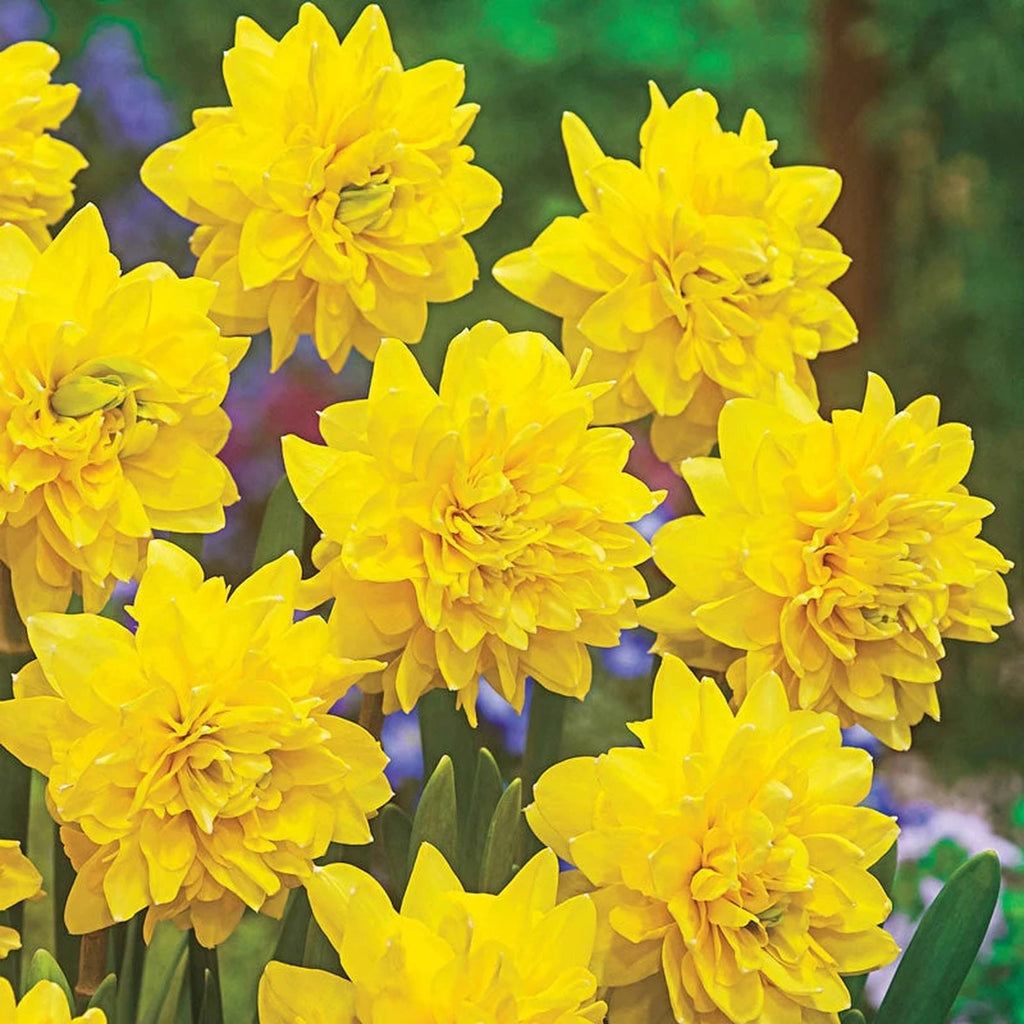 Beeks Bulbs Buy Tete Deluxe Daffodil Bulbs | Double Daffodils | Breck's