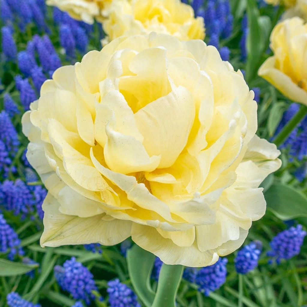 Beeks Bulbs Buy Avant Garde Tulips Online | Double Tulip Bulbs | Breck's
