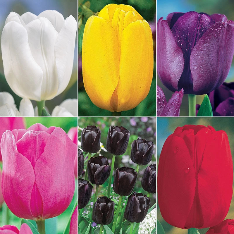 Buy Garden Pillar Tulip Collection Tulip Bulbs Breck's