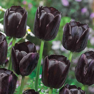 Garden Pillar Tulip Collection