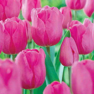 Garden Pillar Tulip Collection