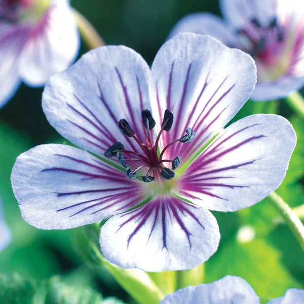 Crystal Lake Hardy Geranium Plant | Shop Online | Breck's
