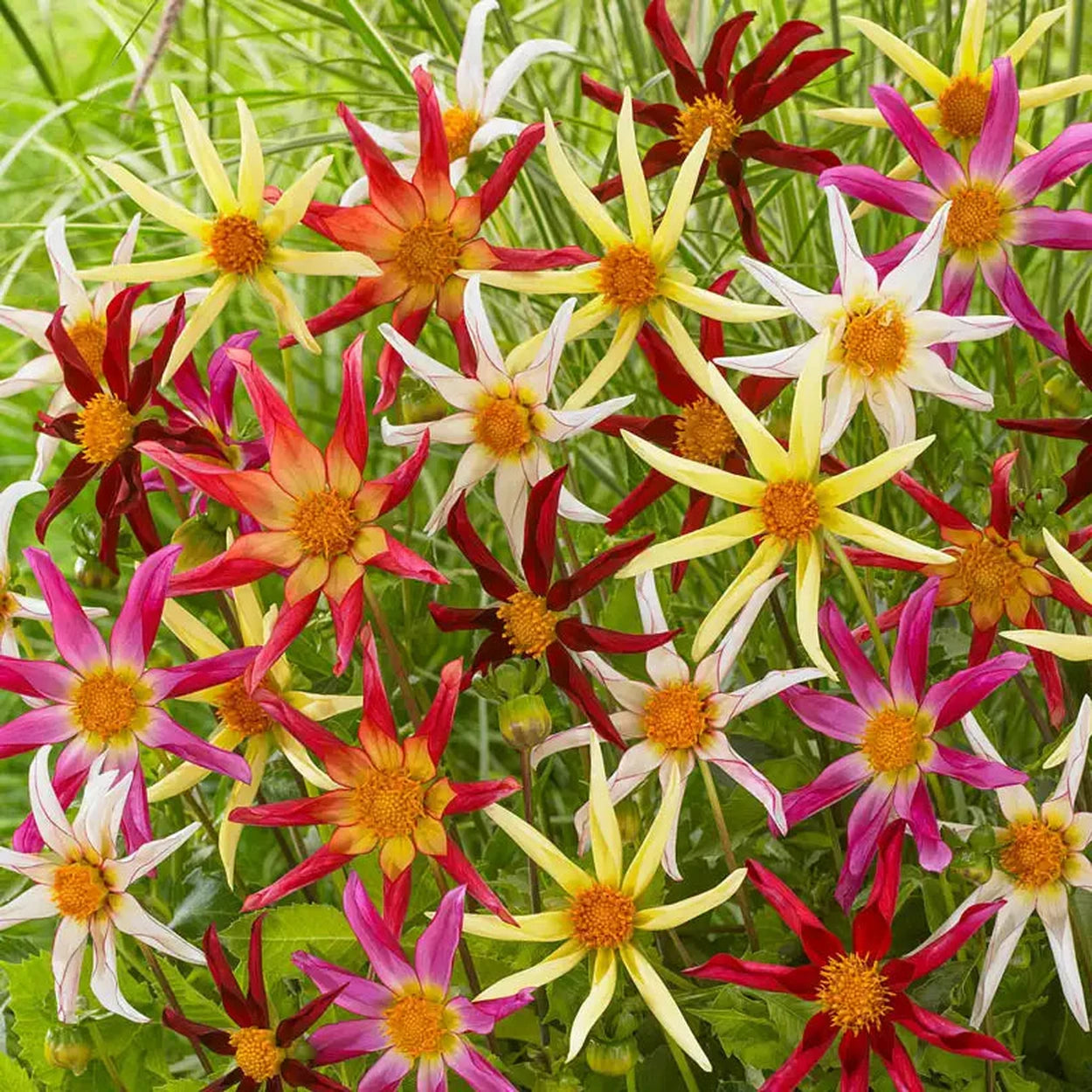 honka dahlia seeds Honka Dahlia Mixture