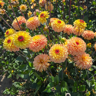 Gelia Dahlia
