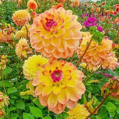 Jowey Julie Dahlia | For Spring Planting | Shop at Breck's