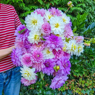 Elegant Ensemble Dahlia Mixture