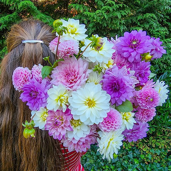 Elegant Ensemble Dahlia Mixture | Shop Online | Breck's