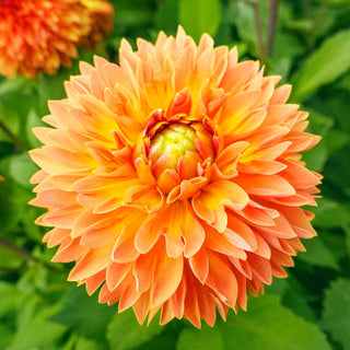 Orange Impact Dahlia