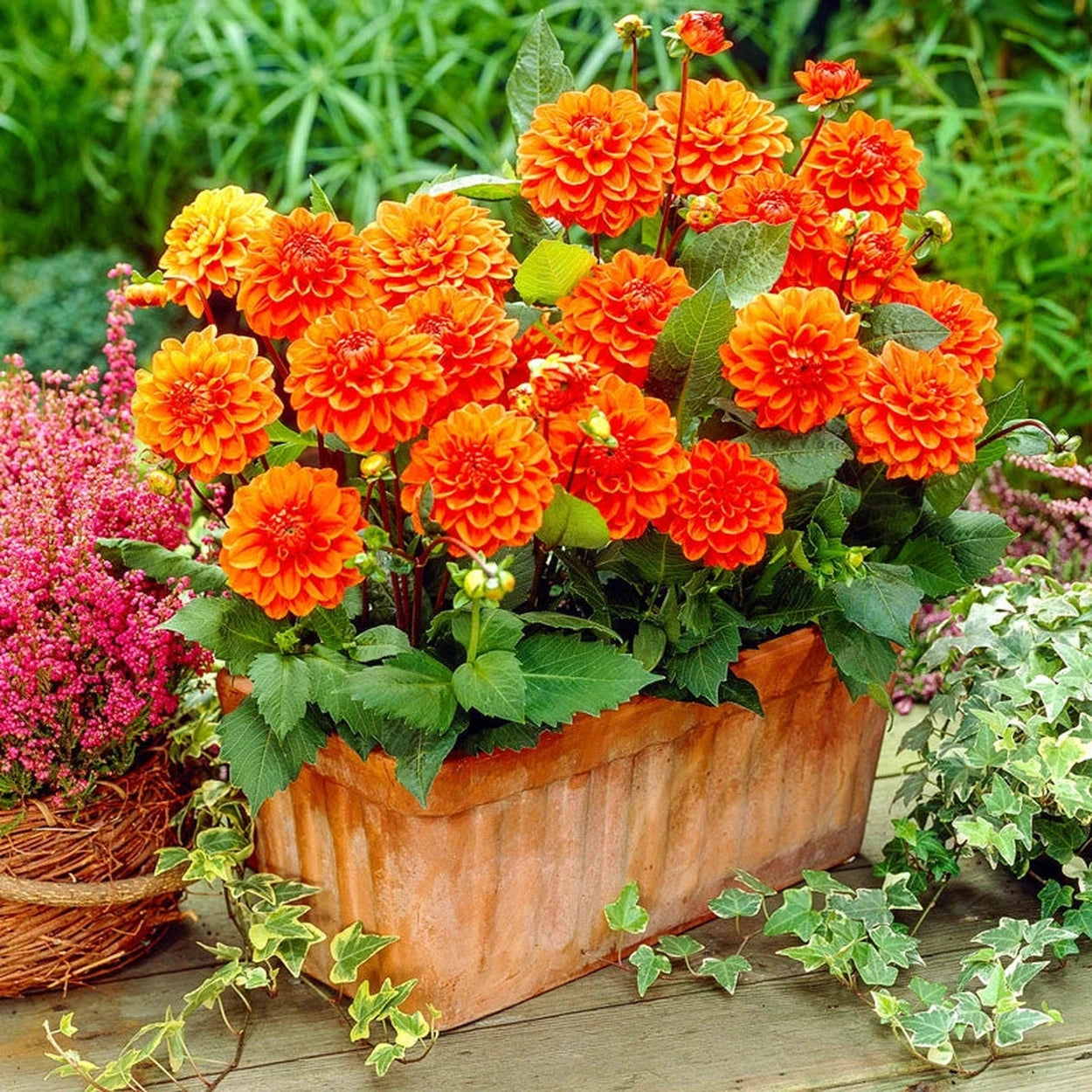 ball dahlia seeds Orange Nugget Dahlia