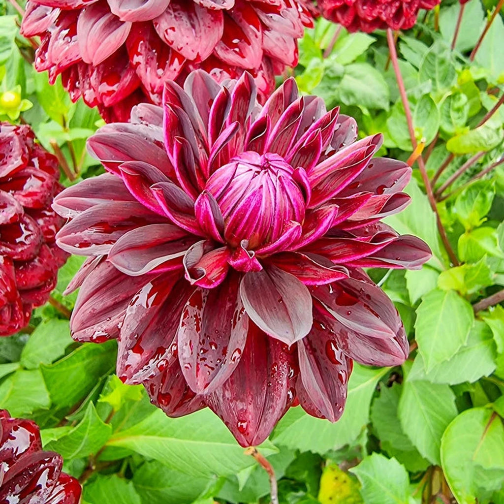 Buy Sam Hopkins Dahlias | Decorative Dahlias | Breck's