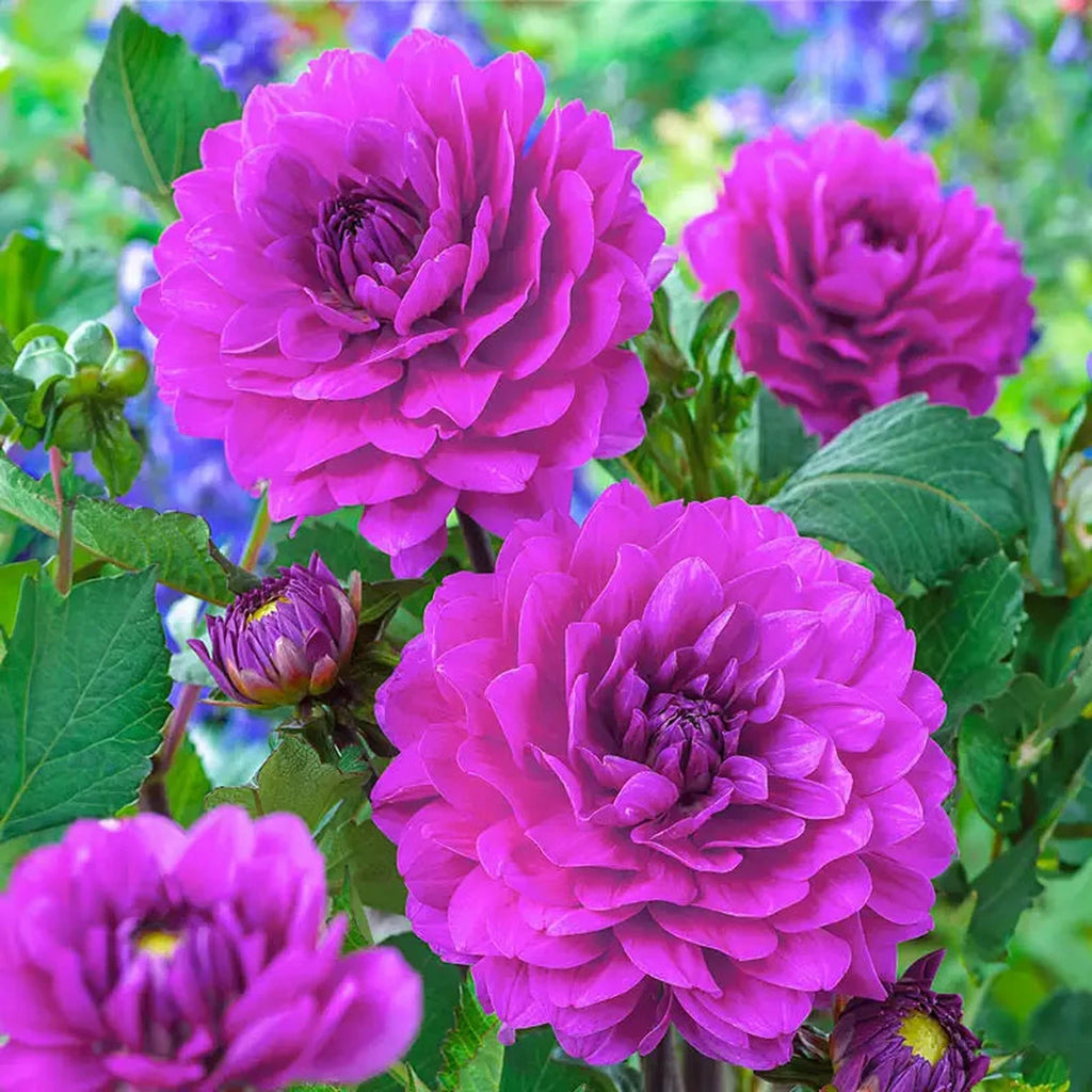 Karma Lagoon Dahlia | For Spring Planting | Shop Breck’s