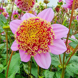 Green River Seniors Dream Dahlia Perennial Flowers Seeds – 25 Premium – Green River Seeds Green River Seniors Dream Dahlia Perennial Flowers Seeds – 25 Premium – Green River Seeds