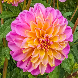 Life Style Dahlia