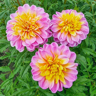 Life Style Dahlia