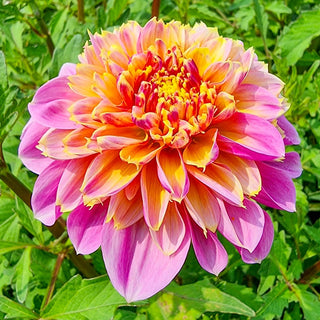 Life Style Dahlia