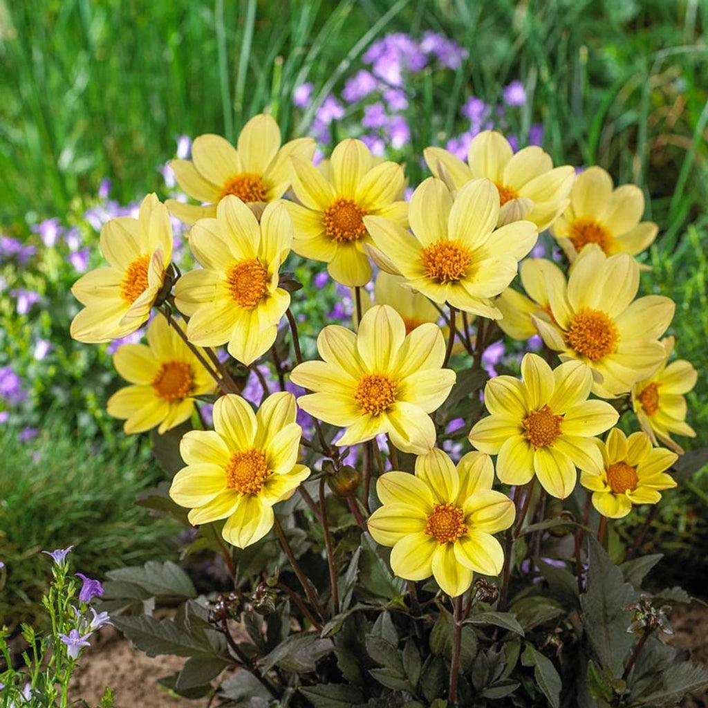 Buy Happy Days Lemon Dahlia Online | Dahlia Tubers | Breck's