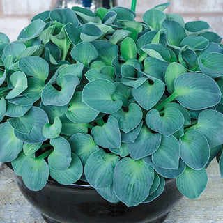 Blue Mouse Ears Mini Hosta