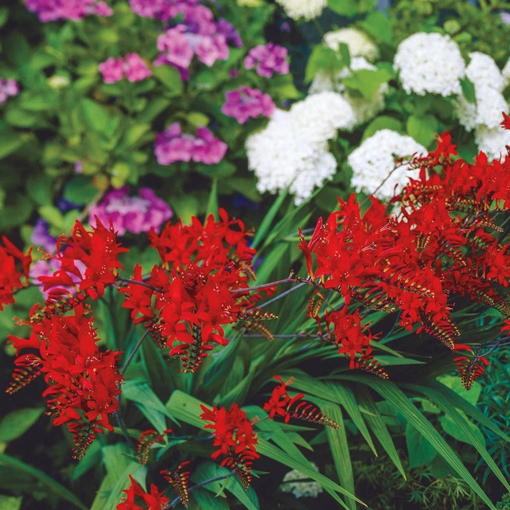 Lucifer Crocosmia | Breck's